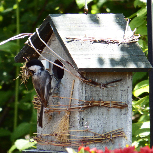 ~ Home is where you build your nest ~ - Picture 2 of 5
